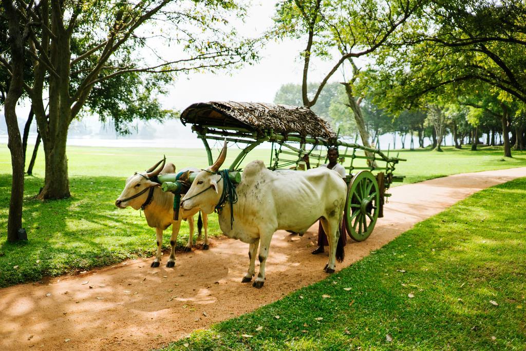 Amaya Lake Dambulla Sigiriya Esterno foto